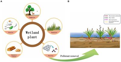 Effects of biodiversity on functional stability of freshwater wetlands: a systematic review